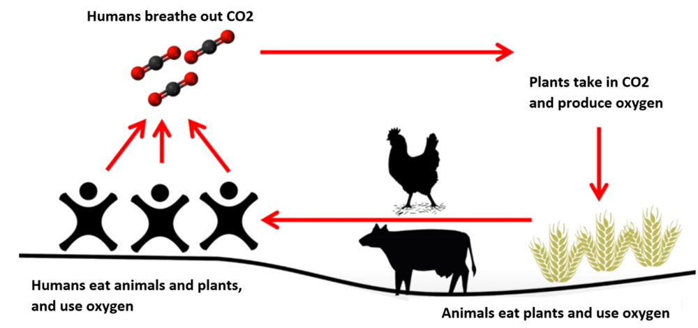 Figure 3: A simple diagram of the carbon cycle showing how humans and animals emit CO2 that is then used by plants to make oxygen, which are then eaten (modified from a chart made by Patrick Brown).