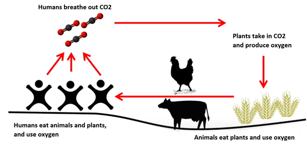 How Much Does Animal Agriculture And Eating Meat Contribute To Global Warming